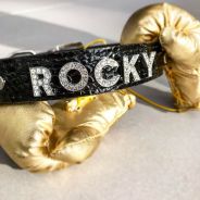 Halsband für Rocky